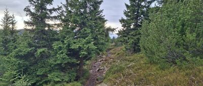 Rozejście szlaków ↔ Pod Małym Śnieżnikiem