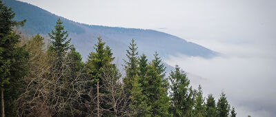 Javorový, turistická chata ↔ Malý Javorový, sedlo