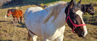 Przełęcz pod Gromólnikiem