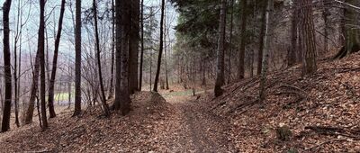 Zawadka, rozejście szlaków ↔ Przełęcz pod Łysą Górą