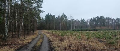 Rozejście szlaków niebieski / żółty ↔ Halemba