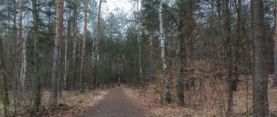 Rozejście szlaków niebieski / żółty