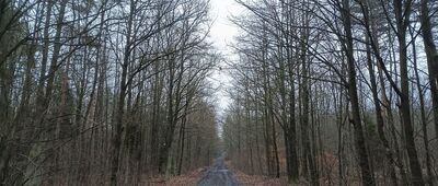 Panewniki, nasyp kolejowy ↔ Rozejście szlaków niebieski / żółty