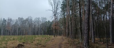 Panewniki, skrzyżowanie przy Czarnym Stawie ↔ Panewniki, ul. Panewnicka