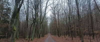 Panewniki, skrzyżowanie przy Czarnym Stawie