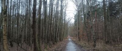 Czarny Staw, rozejście szlaków żółty / czarny ↔ Panewniki, skrzyżowanie przy Czarnym Stawie