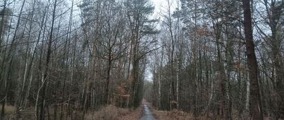 Czarny Staw, rozejście szlaków żółty / czarny