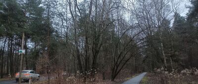 Panewniki, ul. Gościnna ↔ Czarny Staw, rozejście szlaków żółty / czarny