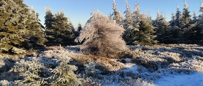 Rozdroże pod Izerskimi Garbami ↔ Pod Wysoką Kopą