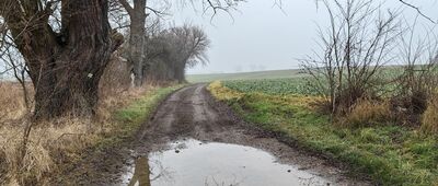 Koskowice ↔ Rajska Jabłoń