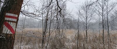 Kuźniczka-Las ↔ Wieża zachodnia [Dawne stawy]