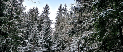 Polana Kalatówki [Niebieski szlak w Dolinie Bystrej]