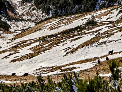Kozice na Czerwonym Upłazie