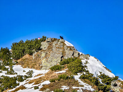 Dwa kruki na Małej Suchej Czubie Kondrackiej