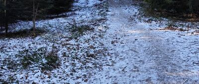 Las Suchowarski ↔ Przełęcz Glinne