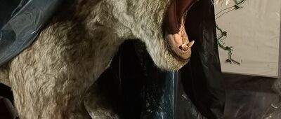 Jaskinia Niedźwiedzia