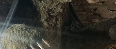 Jaskinia Niedźwiedzia