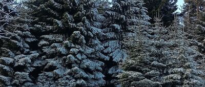 Przełęcz Śnieżnicka, rozejście szlaków