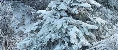 Schronisko PTTK Na Śnieżniku ↔ Przełęcz Śnieżnicka