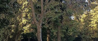 Jaskółcze Skały ↔ Rozejście przy Schronisku Na Śnieżniku