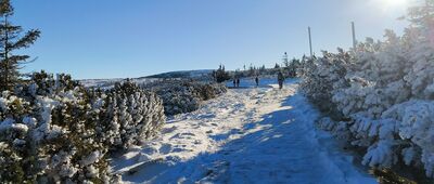 Torfowiska subalpejskie