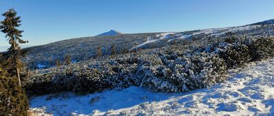 Torfowiska subalpejskie