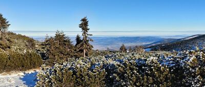 Torfowiska subalpejskie