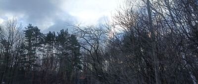 Kochłowice, staw Karp 2