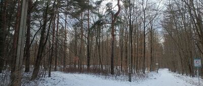 Kochłowice, staw Karp 1