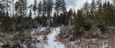 Skalne Grzyby, Rogacz