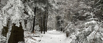 Ciecień ↔ Pod Cietniem