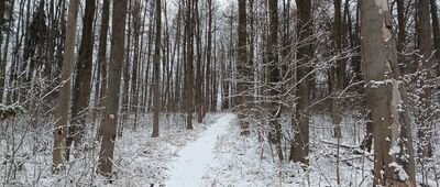 Odejście na punkt widokowy ↔ Rozejście ścieżki dydaktycznej
