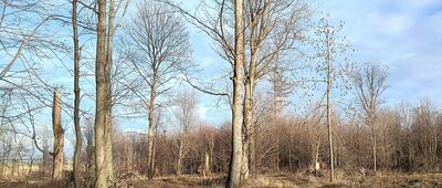 Rozejście pod Leśniakiem