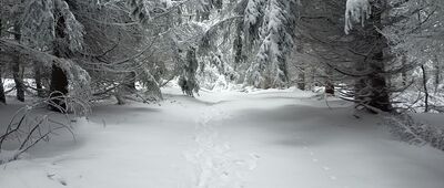 Schronisko PTTK Andrzejówka ↔ Bukowiec