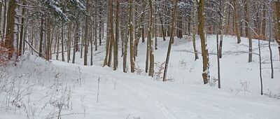 Sokołowsko ↔ Pod Krzywuchą