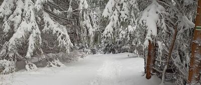 Przełęcz pod Szpiczakiem ↔ Przełęcz Sokołowska