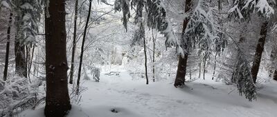 Pod Jawornikiem Wielkim ↔ Przełęcz Jaworowa, skrzyżowanie