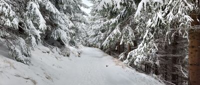 Przełęcz pod Trzeboniem ↔ Rozejście szlaków