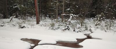 Rezerwat Kamień Michniowski ↔ Rozejście szlaków [Żarnówka w zimie]