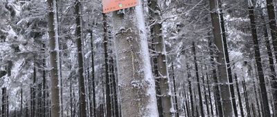 Przełęcz Jugowska ↔ Rozwidlenie pod Rymarzem [Rymarz]