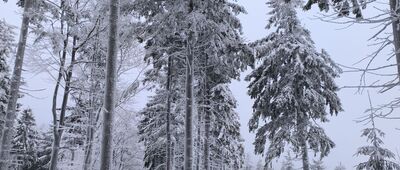Rozwidlenie pod Rymarzem ↔ Zimna Polanka [Zimna Polanka]
