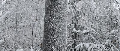 Bielawska Polanka ↔ Wigancicka Polanka [Popielak]
