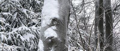 Wigancicka Polanka ↔ Przełęcz Woliborska [Jagoda]