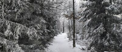 Rozejście szlaków ↔ Szeroka [Szeroka]