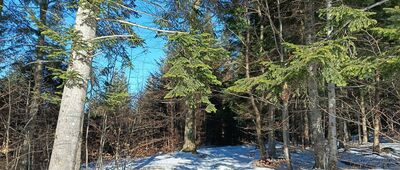 Przy Przełęczy Kolędówki