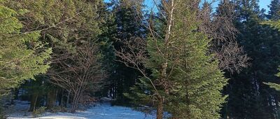 Przy Przełęczy Kolędówki ↔ Nad Przełęczą Przysłop