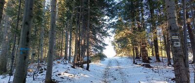 Przy Przełęczy Kolędówki ↔ Nad Przełęczą Przysłop