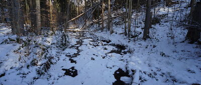 Wąwóz Myśliborski, odejście ścieżki przyrodniczej ↔ Odejście ścieżki przyrodniczej