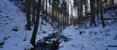 Wąwóz Myśliborski, odejście ścieżki przyrodniczej ↔ Odejście ścieżki przyrodniczej