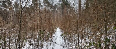 Prawiedniki-Kolonia ↔ Prawiedniki, ul. Osmolicka [Ten odcinek latem jest niemożliwy do przejścia bez maczety]